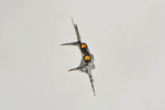 mig 29