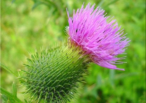 Il Fiore cardo Mariano